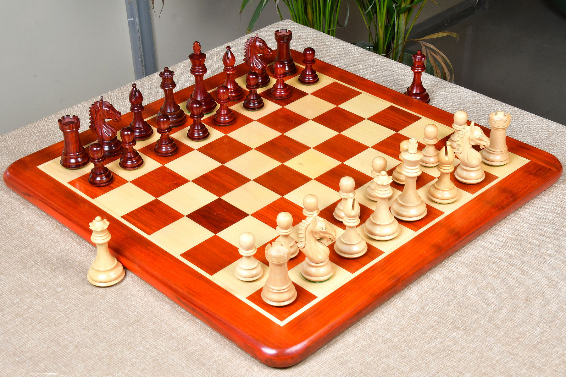Combo of Derby Knight Staunton Weighted Chess Pieces in Bud Rosewood (Padauk) & Boxwood - 4.1